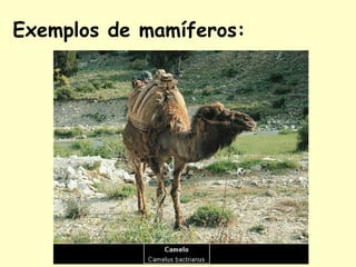 Exemplos de mamíferos:
 