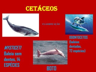 Cetáceos

                 CLASSIFICAÇÃO




                                 ODONTOCETOS
                                 (baleias
MYSTICETI                        dentadas,
                                 72 espécies)
Baleia sem
dentes, 14
ESPÉCIES
                    BOTO
 