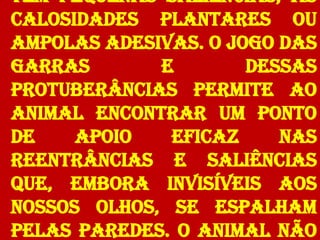 têm pequenas saliências, as
calosidades plantares ou
ampolas adesivas. O jogo das
garras       e        dessas
protuberâncias permite ao
animal encontrar um ponto
de    apoio   eficaz     nas
reentrâncias e saliências
que, embora invisíveis aos
nossos olhos, se espalham
pelas paredes. O animal não
 