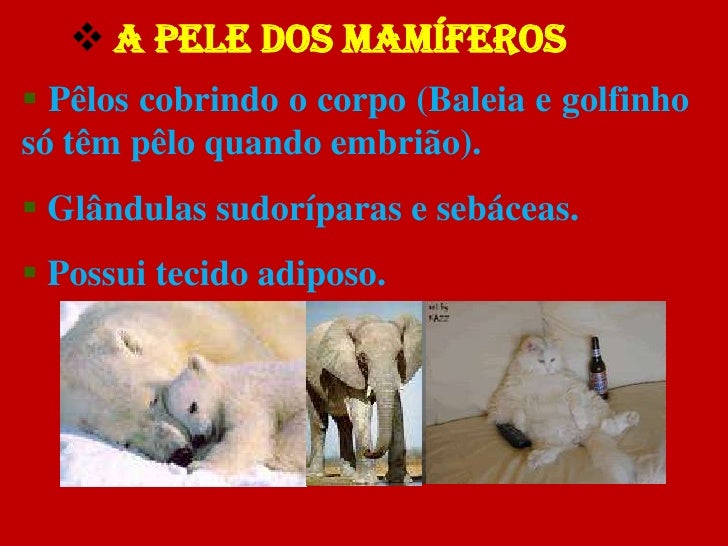As sardas como fazer mais