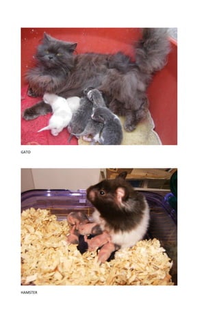 GATO




HAMSTER
 