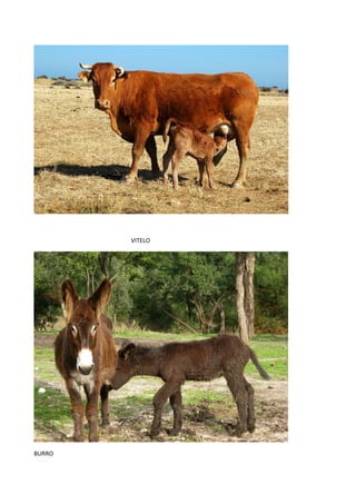 VITELO




BURRO
 