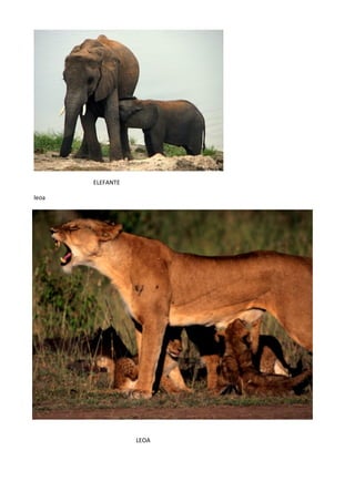 ELEFANTE

leoa




                  LEOA
 