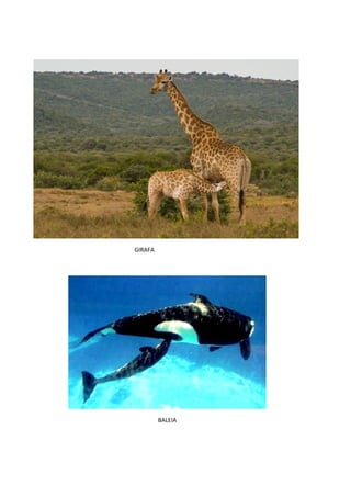 GIRAFA




         BALEIA
 