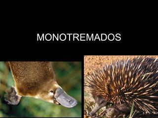 MONOTREMADOS
 