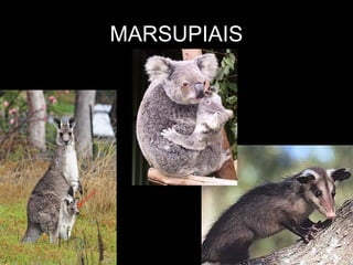 MARSUPIAIS
 