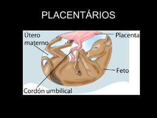 PLACENTÁRIOS
 