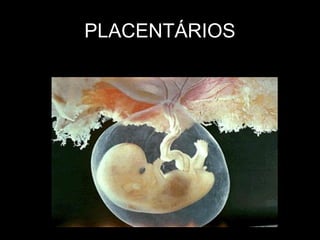 PLACENTÁRIOS
 