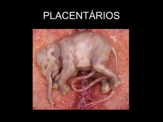 PLACENTÁRIOS
 
