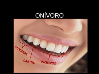 ONÍVORO
 