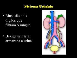 Sistema Urinário

• Rins: são dois
  órgãos que
  filtram o sangue

• Bexiga urinária:
  armazena a urina
 