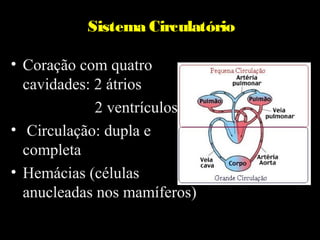 Sistema Circulatório

• Coração com quatro
  cavidades: 2 átrios
             2 ventrículos
• Circulação: dupla e
  completa
• Hemácias (células
  anucleadas nos mamíferos)
 