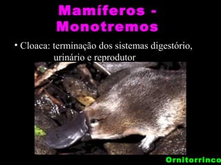 Mamíferos -
          Monotremos
• Cloaca: terminação dos sistemas digestório,
          urinário e reprodutor




                                      Ornitorrinco
 