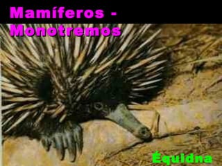 Mamíferos -
Monotremos




              Équidna
 