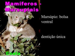 Mamíferos -
Marsupiais
          Marsúpio: bolsa
          ventral


          dentição única



Coala
 