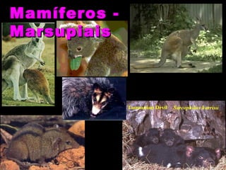 Mamíferos -
Marsupiais
 