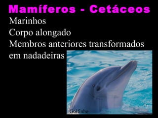 Mamíferos - Cetáceos
Marinhos
Corpo alongado
Membros anteriores transformados
em nadadeiras




              Golfinho
 