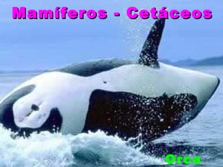 Mamíferos - Cetáceos




               Orca
 