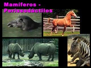 Mamíferos -
Perissodáctilos
 