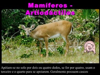 Mamíferos -
                 Artiodáctilos




Apóiam-se no solo por dois ou quatro dedos, se for por quatro, usam o
terceiro e o quarto para se apoiarem. Geralmente possuem cascos
 