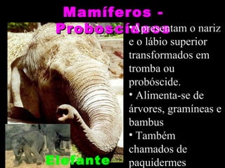 Mamíferos -
 Proboscídeos o nariz
         •Apresentam
           e o lábio superior
           transformados em
           tromba ou
           probóscide.
           • Alimenta-se de
           árvores, gramíneas e
           bambus
           • Também
           chamados de
Elefante   paquidermes
 