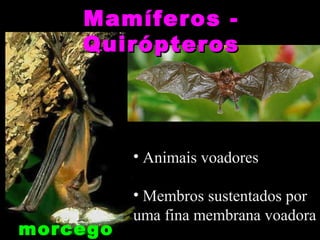 Mamíferos -
    Quirópteros




          • Animais voadores

          • Membros sustentados por
          uma fina membrana voadora
morcego
 