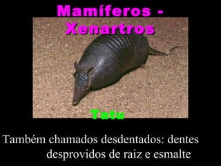 Mamíferos -
          Xenartros




               Tatu
Também chamados desdentados: dentes
      desprovidos de raiz e esmalte
 
