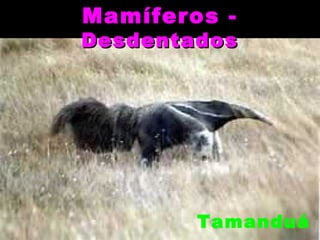 Mamíferos -
Desdentados




        Tamanduá
 
