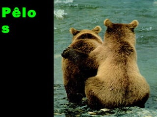 Pêlo
s
 