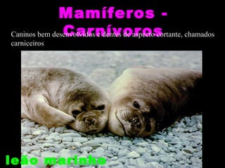 Mamíferos -
               Carnívoros
Caninos bem desenvolvidos e dentes de aspecto cortante, chamados
carniceiros




leão marinho
 