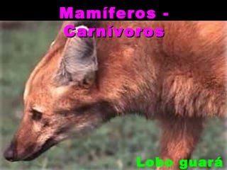 Mamíferos -
Carnívoros




       Lobo guará
 