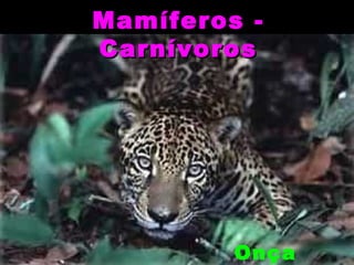 Mamíferos -
Carnívoros




         Onça
 