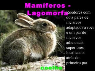 Mamíferos -
LagomorfaRoedores com
         dois pares de
              incisivos
              adaptados a roer
              e um par de
              incisivos
              adicionais
              superiores
              localizados
              atrás do
              primeiro par
     coelho
 