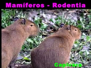 Mamíferos - Rodentia




            Capivara
 