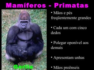 Mamíferos - Primatas
          • Mãos e pés
          freqüentemente grandes

          • Cada um com cinco
          dedos

          • Polegar oponível aos
          demais

          • Apresentam unhas

 Gorila   • Mãos preênseis
 