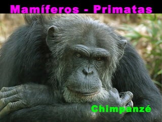 Mamíferos - Primatas




           Chimpanzé
 