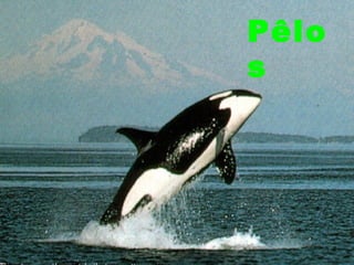 Pêlo
s
 