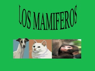 LOS MAMIFEROS 