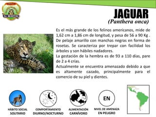JAGUAR
(Panthera onca)
Es el más grande de los felinos americanos, mide de
1,62 cm a 1,86 cm de longitud, y pesa de 56 a 90 Kg .
De pelaje amarillo con manchas negras en forma de
rosetas. Se caracteriza por trepar con facilidad los
árboles y son hábiles nadadores.
La gestación de la hembra es de 93 a 110 días, pare
de 2 a 4 crías.
Actualmente se encuentra amenazado debido a que
es altamente cazado, principalmente para el
comercio de su piel y dientes.
EN
NIVEL DE AMENAZA
EN PELIGRO
HÁBITO SOCIAL
SOLITARIO
COMPORTAMIENTO
DIURNO/NOCTURNO
ALIMENTACIÓN
CARNÍVORO
 