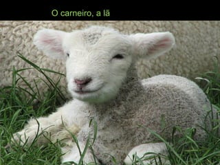 O carneiro, a lã
 