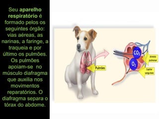 Seu aparelho
respiratório é
formado pelos os
seguintes órgão:
vias aéreas, as
narinas, a faringe, a
traqueia e por
último os pulmões.
Os pulmões
apoiam-se no
músculo diafragma
que auxilia nos
movimentos
reparatórios. O
diafragma separa o
tórax do abdome.
 