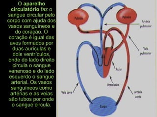 O aparelho
circulatório faz o
sangue circular pelo
corpo com ajuda dos
vasos sanguíneos e
do coração. O
coração é igual das
aves formados por
duas aurículas e
dois ventrículos,
onde do lado direito
circula o sangue
venenoso e do lado
esquerdo o sangue
arterial. Os vasos
sanguíneos como
artérias e as veias
são tubos por onde
o sangue circula.
 
