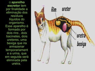 O aparelho
excretor tem
por finalidade a
eliminação dos
resíduos
líquidos do
organismo.
Esse aparelho é
formado por
dois rins , dois
bacinetes, dois
ureteres, uma
bexiga que ira
armazenar
temporariament
e a urina, que
em seguida será
eliminada pela
uretra.
 