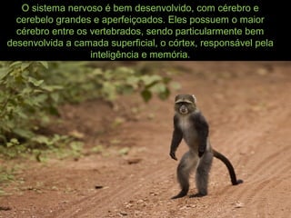 O sistema nervoso é bem desenvolvido, com cérebro e
cerebelo grandes e aperfeiçoados. Eles possuem o maior
cérebro entre os vertebrados, sendo particularmente bem
desenvolvida a camada superficial, o córtex, responsável pela
inteligência e memória.
 