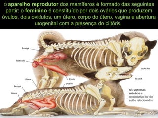 O aparelho reprodutor dos mamíferos é formado das seguintes
partir: o feminino é constituído por dois ovários que produzem
óvulos, dois ovidutos, um útero, corpo do útero, vagina e abertura
urogenital com a presença do clitóris.
 