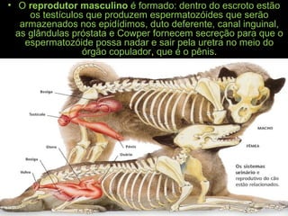 • O reprodutor masculino é formado: dentro do escroto estão
os testículos que produzem espermatozóides que serão
armazenados nos epidídimos, duto deferente, canal inguinal,
as glândulas próstata e Cowper fornecem secreção para que o
espermatozóide possa nadar e sair pela uretra no meio do
órgão copulador, que é o pênis.
 