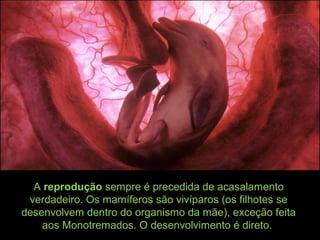 A reprodução sempre é precedida de acasalamento
verdadeiro. Os mamíferos são vivíparos (os filhotes se
desenvolvem dentro do organismo da mãe), exceção feita
aos Monotremados. O desenvolvimento é direto.
 