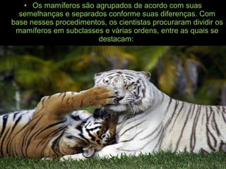 • Os mamíferos são agrupados de acordo com suas
semelhanças e separados conforme suas diferenças. Com
base nesses procedimentos, os cientistas procuraram dividir os
mamíferos em subclasses e várias ordens, entre as quais se
destacam:
 