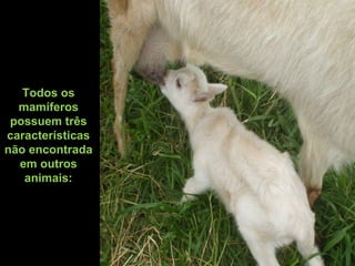 Todos os
mamíferos
possuem três
características
não encontrada
em outros
animais:
 
