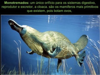 Monotremados: um único orifício para os sistemas digestivo,
reprodutor e excretor, a cloaca. são os mamíferos mais primitivos
que existem, pois botam ovos,
 